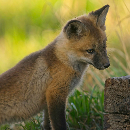 Fox Kits-6923