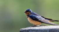 Swallow-4583