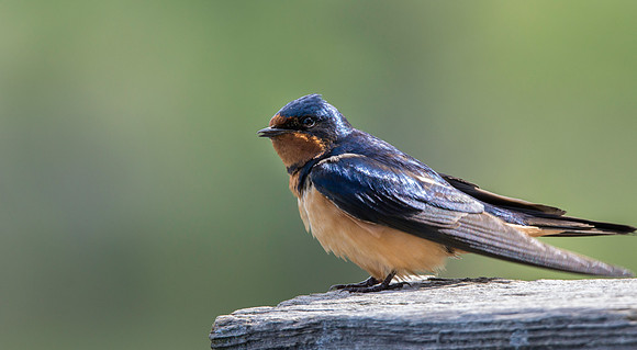 Swallow-4583