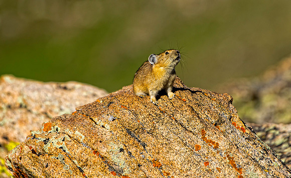 Pika-5025 (1 of 1)
