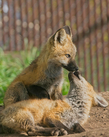 Fox Kits-8614