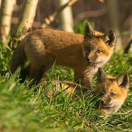 Fox Kits-6592