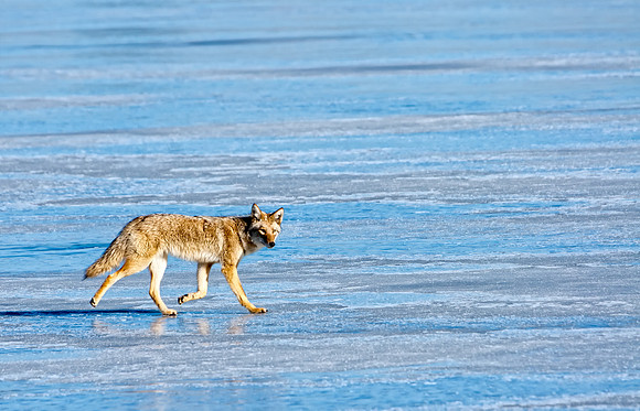 Coyote-7659-2