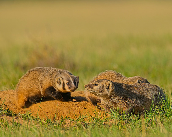 Badger-00176
