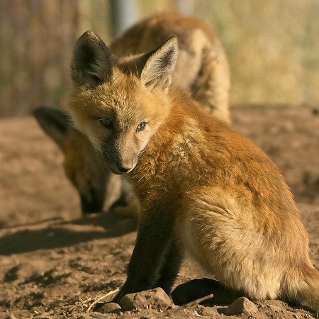 Fox Kits-7732