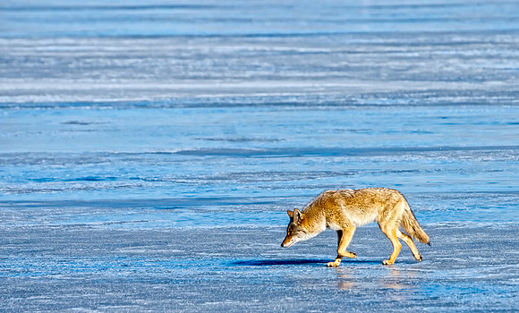 Coyote-7461-2