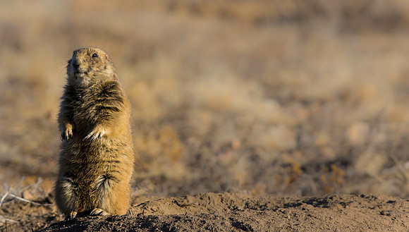 Prairie Dog--2706