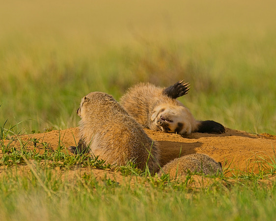 Badger-00458