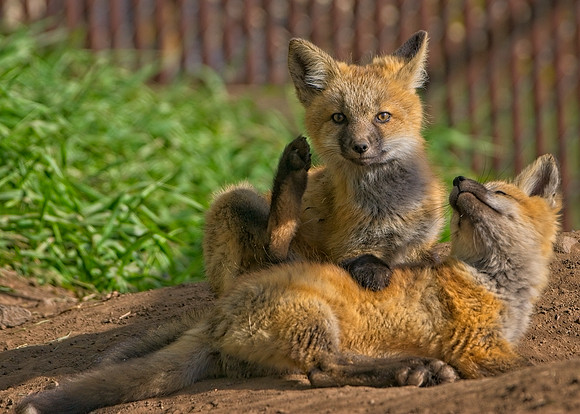 Fox Kits-8612_Export