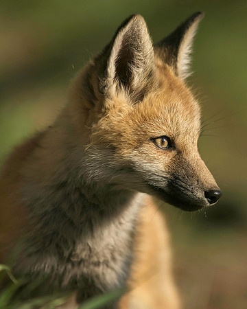 Fox Kits-6838