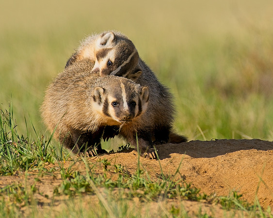 Badger-00296