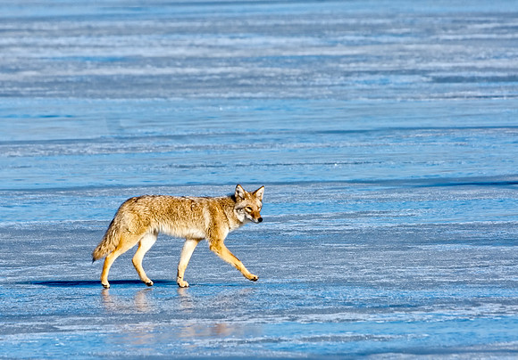 Coyote-7646-2