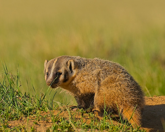 Badger-00198