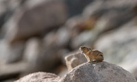 Pika Barking-04241
