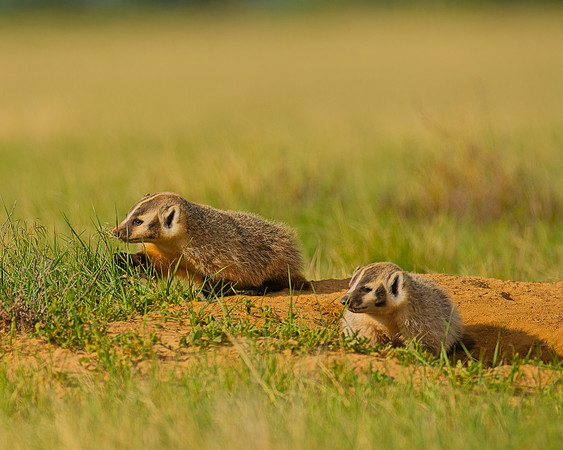 Badger-00467