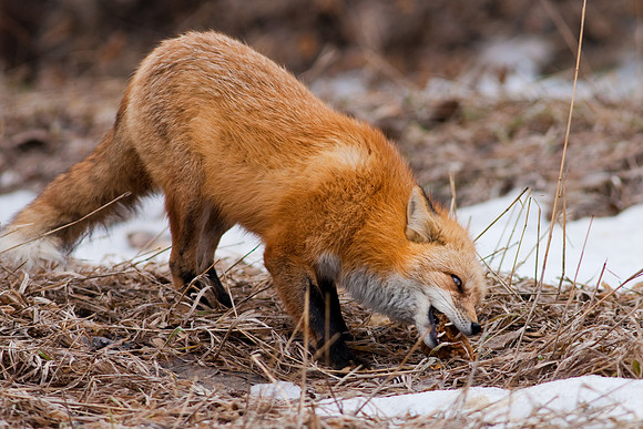 Red Fox-9931.jpg