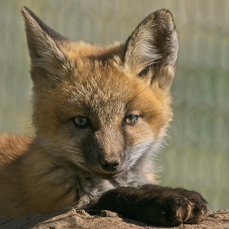 Fox Kits-7970