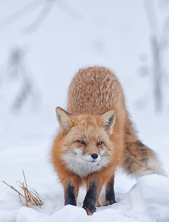 Snow Grumpy-7609-2