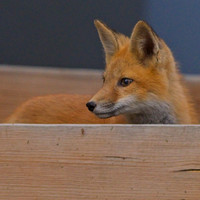 _JAY1680_Export