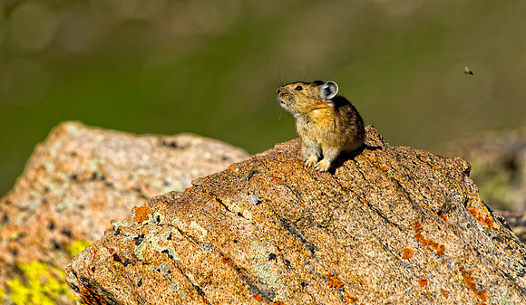 Pika-5020 (1 of 1)