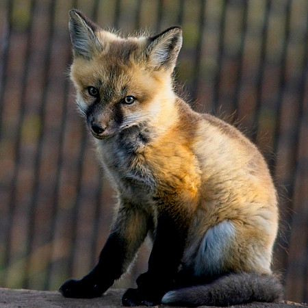 Fox Kits-6314