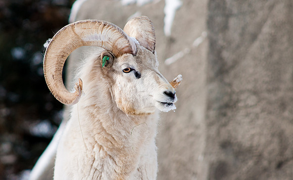 Dall Ram 3-