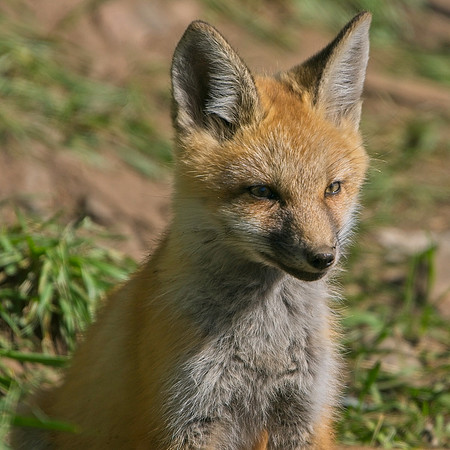 Fox Kits-7935