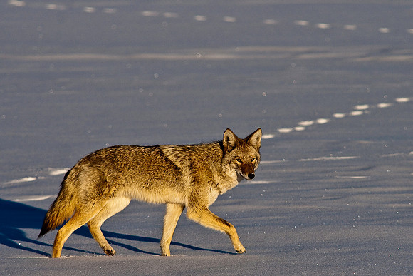 Coyote-8207.jpg