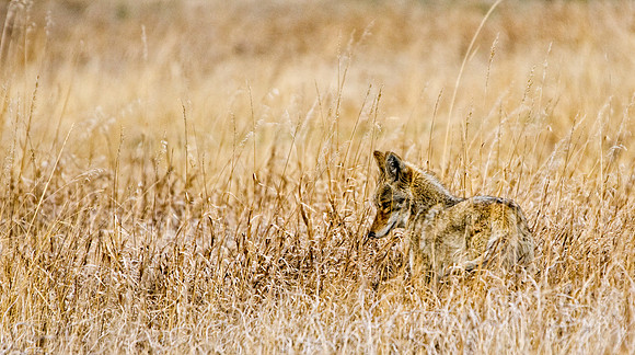 Coyote-0670-0670