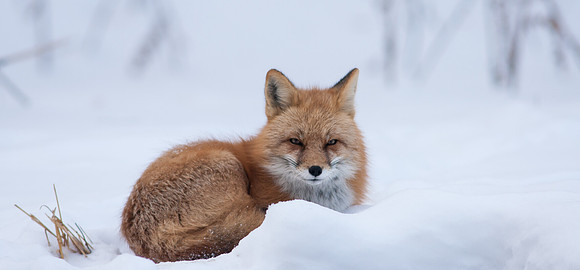 Snow Grumpy-7416