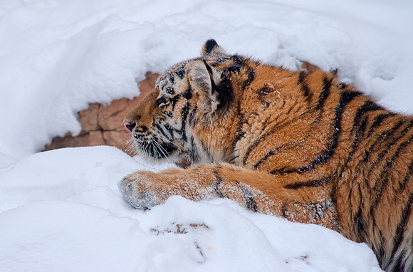 Tiger 9-