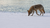 Coyote