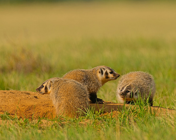 Badger-00410