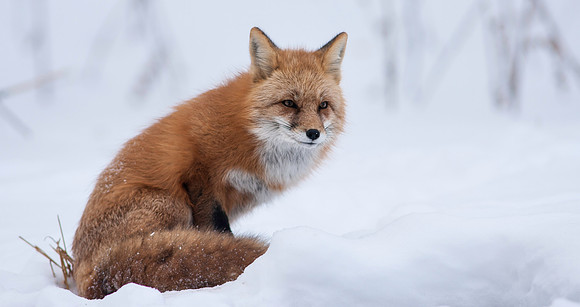Snow Grumpy-7312