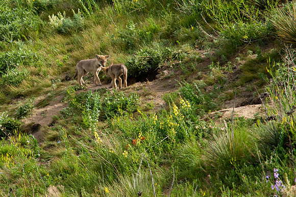 Coyote Pups-9116
