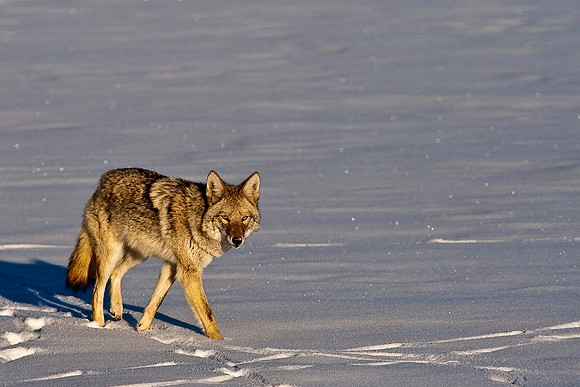 Coyote-8200.jpg