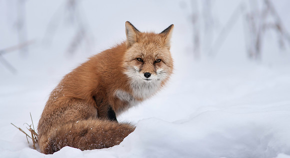 Snow Grumpy-7311