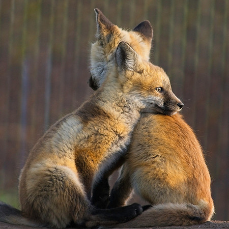 Fox Kits-6369
