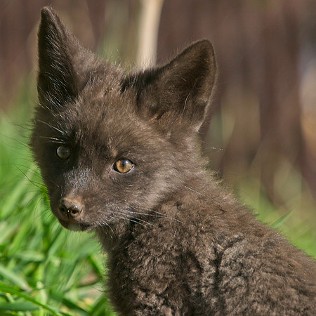 Fox Kit-7519