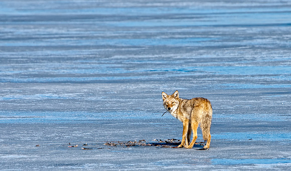 Coyote-7400-2