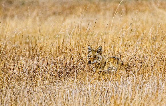 Coyote-0664-0664