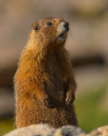 MT EVANS 7-23 (429)