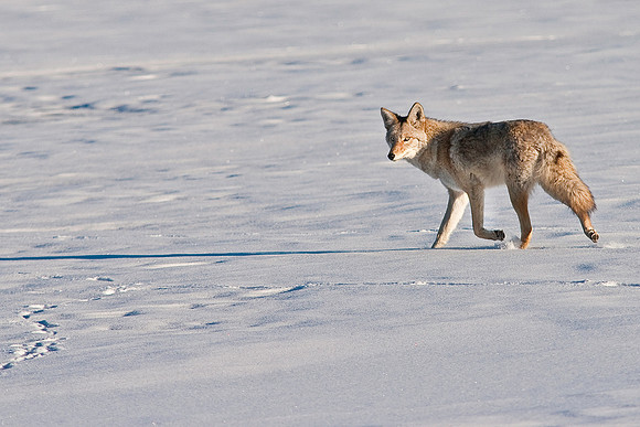 Coyote-8328.jpg