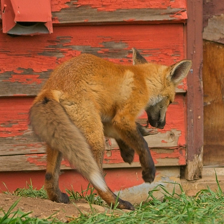 Fox Kits-0345_Export