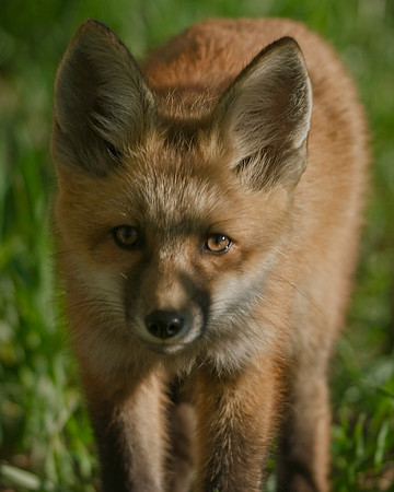 Fox Kit-7049