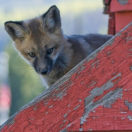 Fox Kit-7635