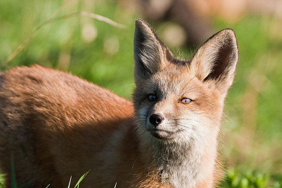 Fox Kit-4694
