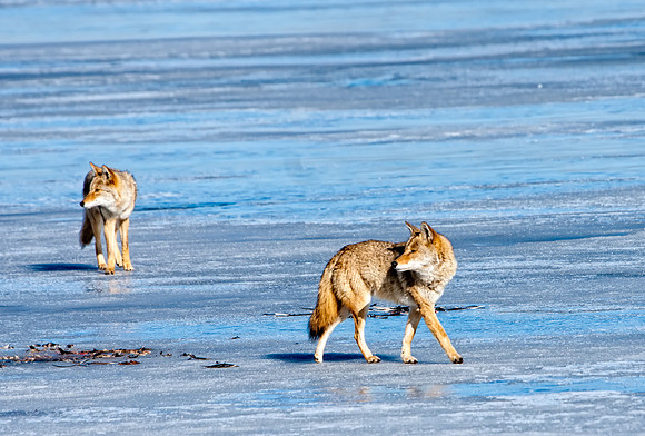 Coyote-7599-2