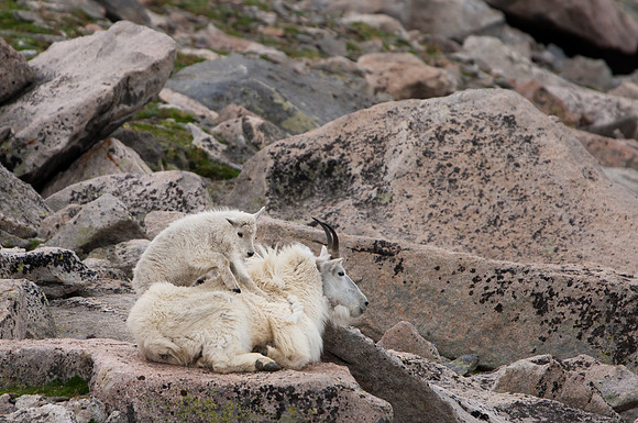 Mountain Goat-5202