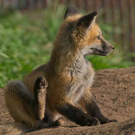 Fox Kits-8542